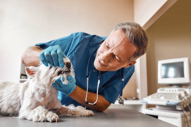 Best 24-Hour Emergency Dentist in Ho Ho Kus, NJ